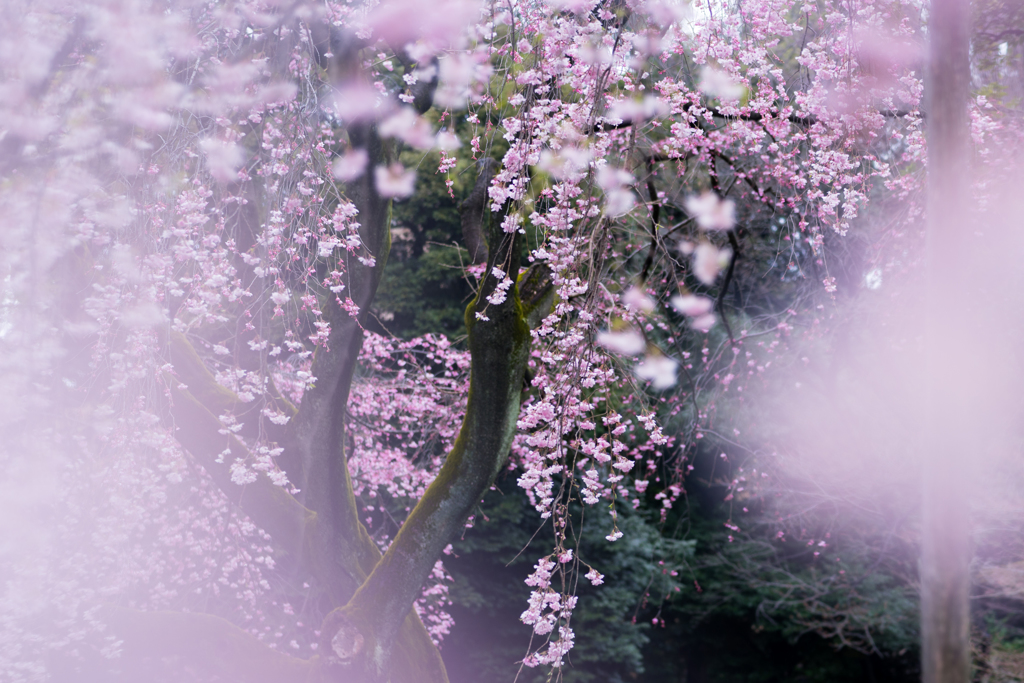 はじまりは雨