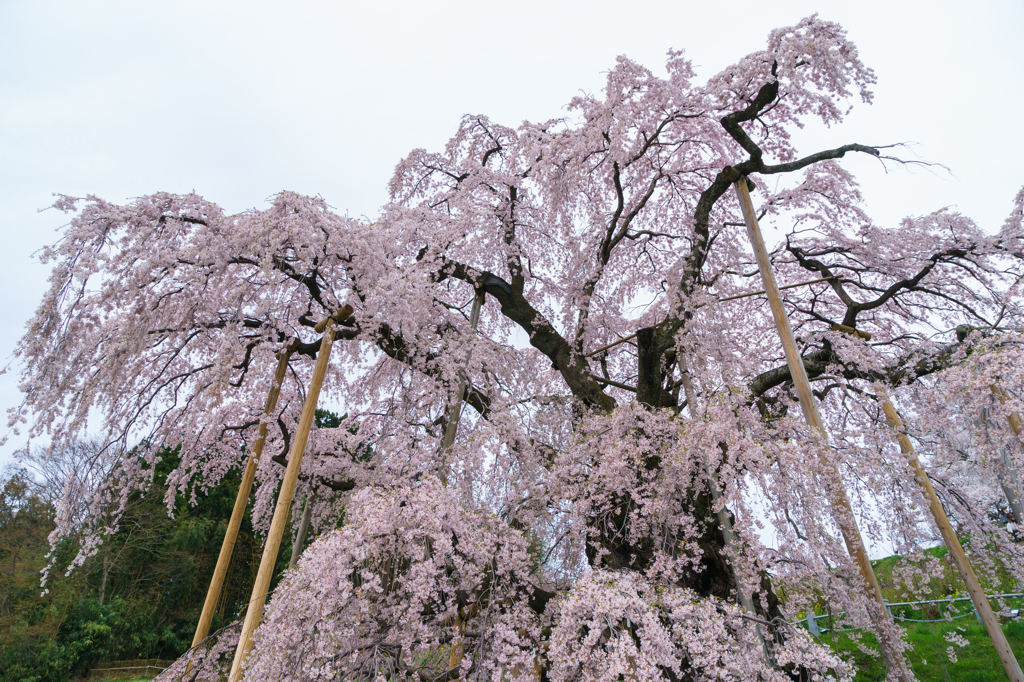 三大桜・三春の滝桜