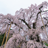 三大桜・三春の滝桜