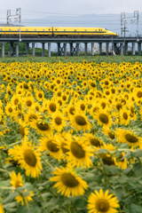 夏の黄色い景色詰め合わせ