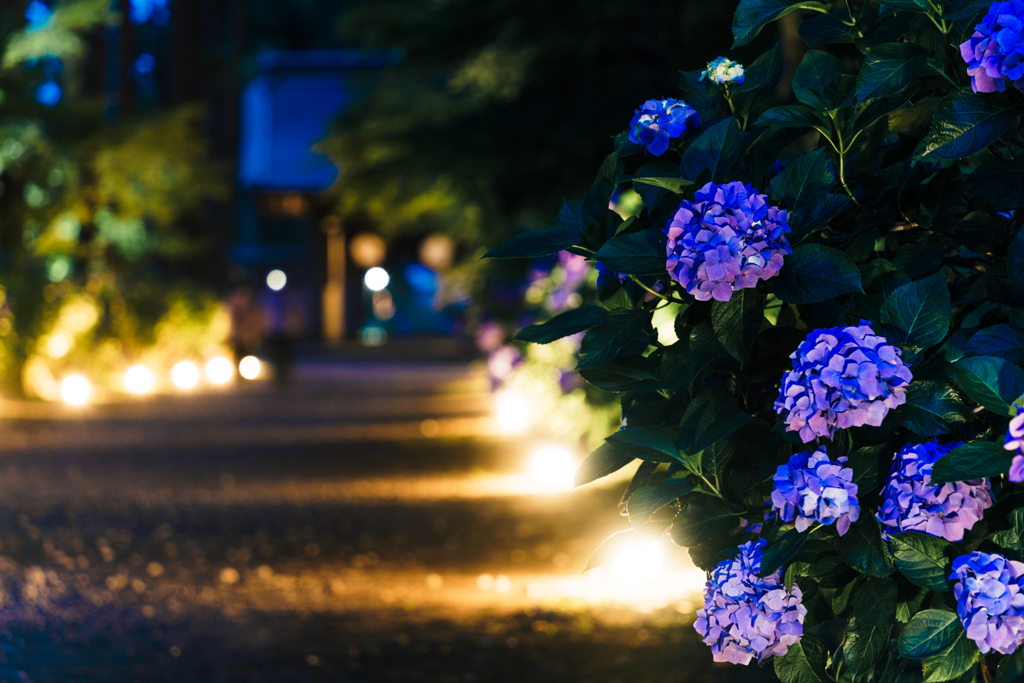 灯りと紫陽花