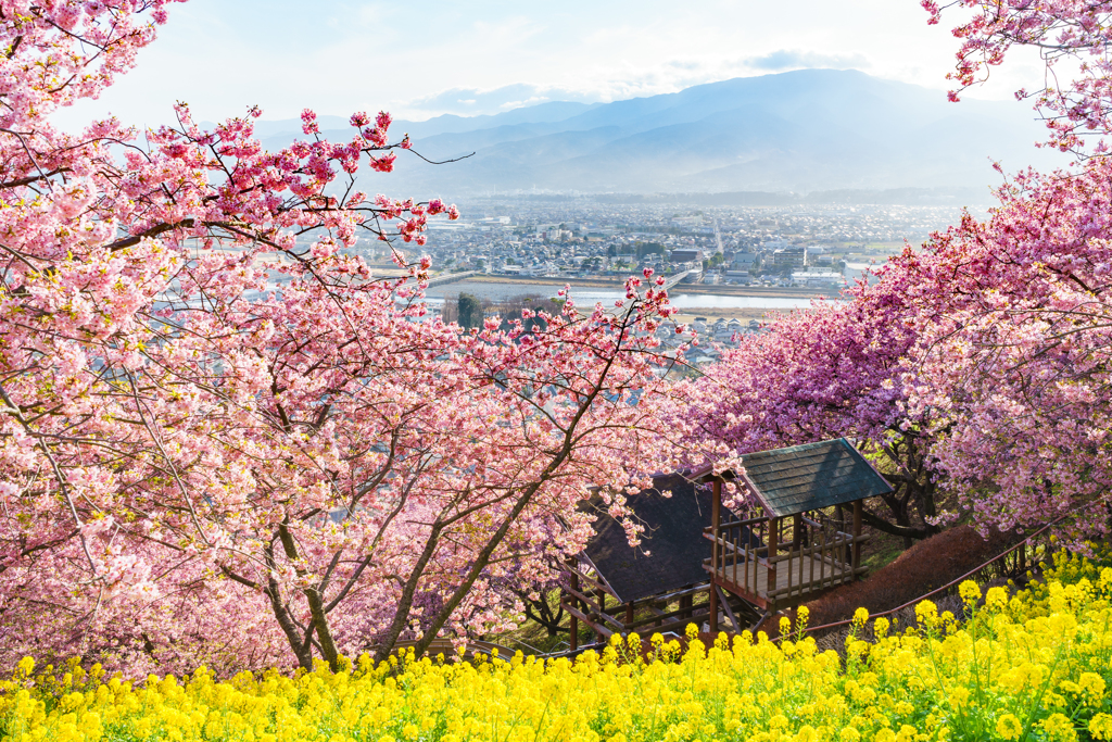 春の華やかさ