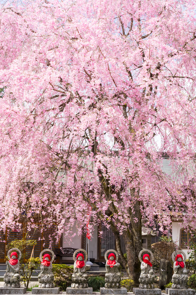 桜とお地蔵さん
