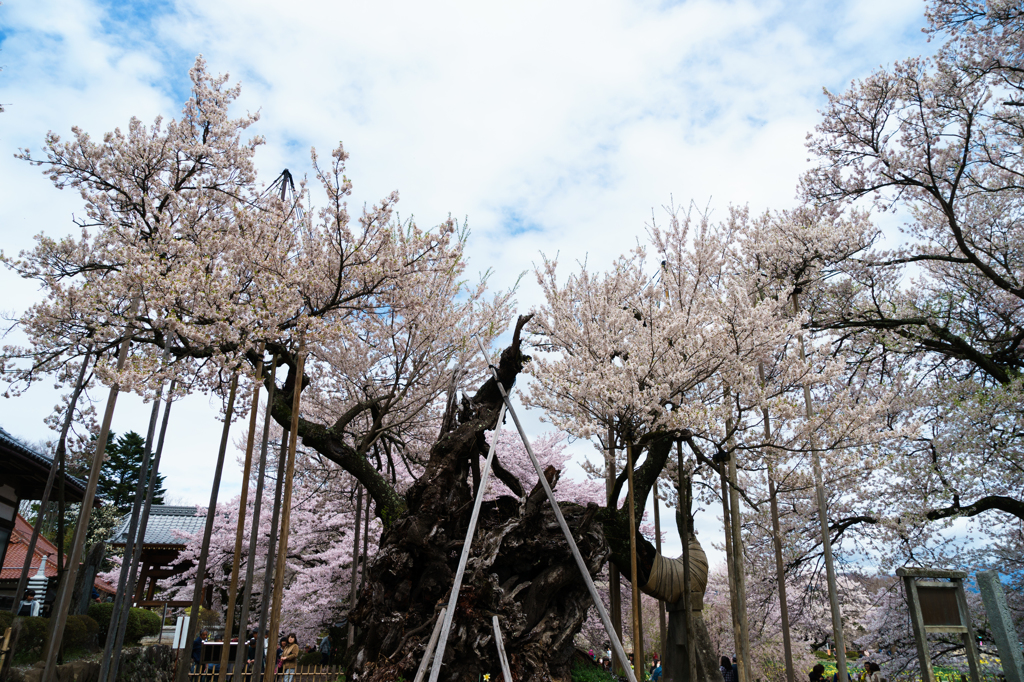 三大桜・山高神代桜
