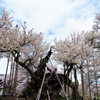 三大桜・山高神代桜