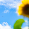 夏の空