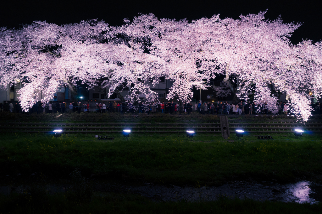 桜の屋根