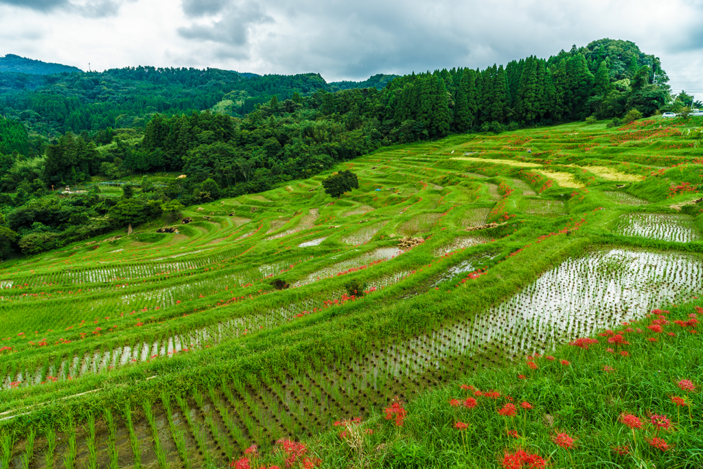 曼珠沙華でおしゃれした千枚田