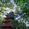 新緑に包まれる赤い五重塔