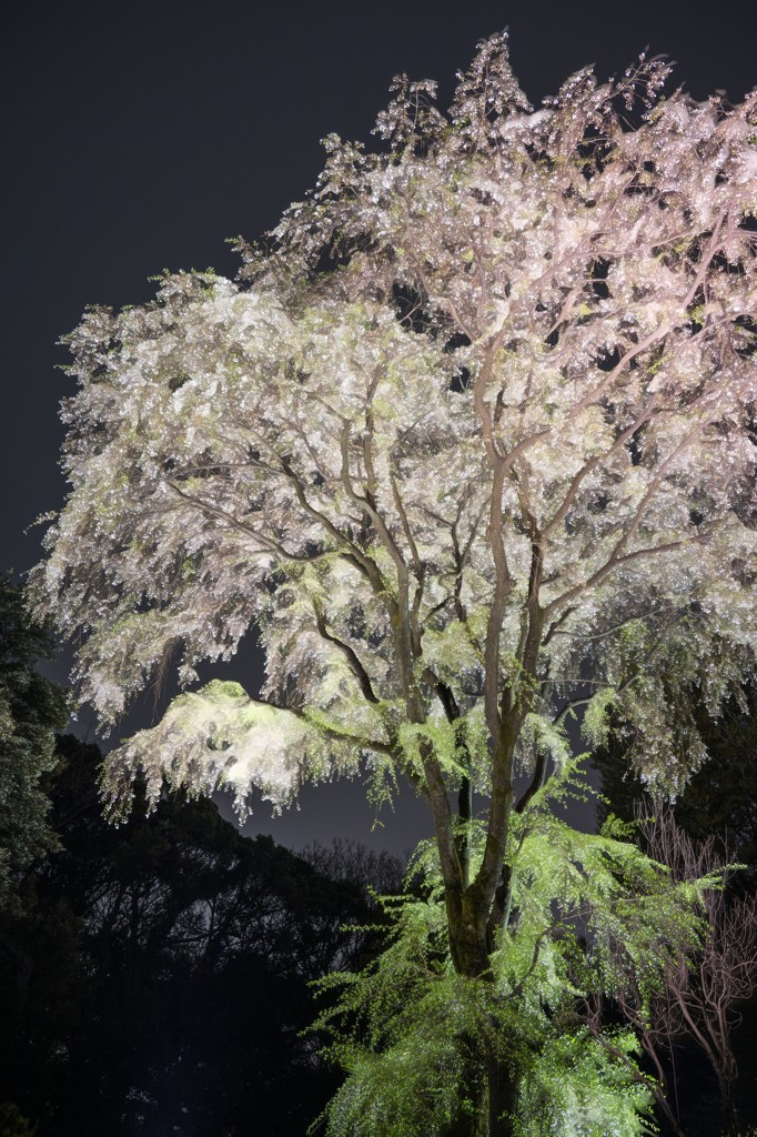 枝垂れ葉桜