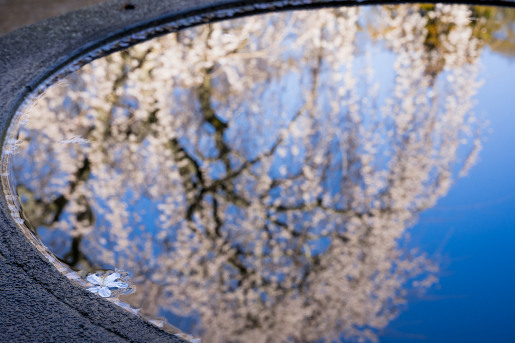 映る桜と浮かぶ桜