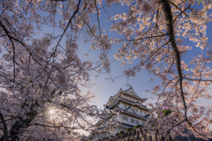 千葉の桜とお城