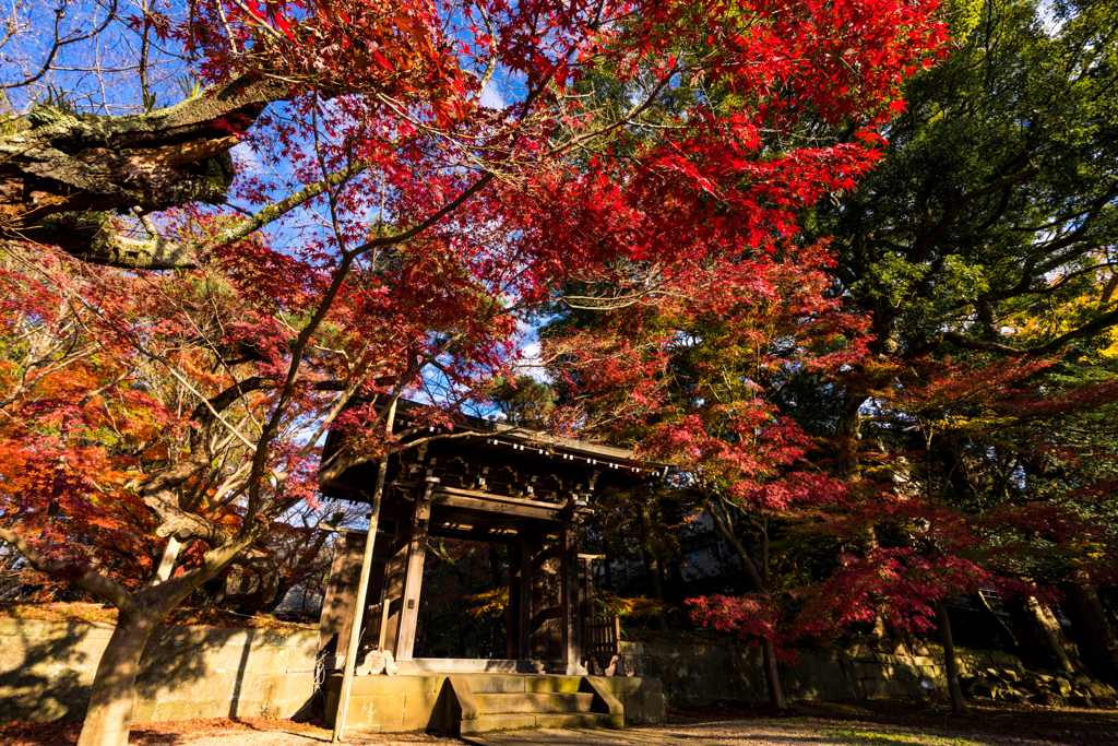 紅葉の山門