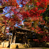 紅葉の山門