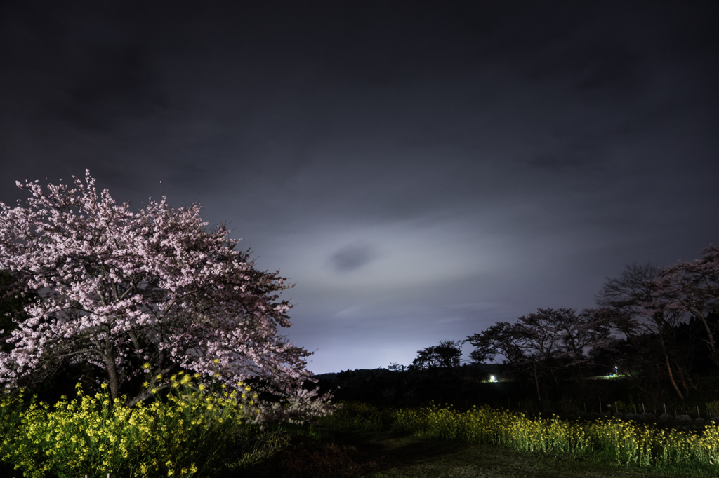 桜と雲の先に