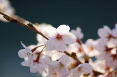 碧と桜