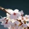 碧と桜