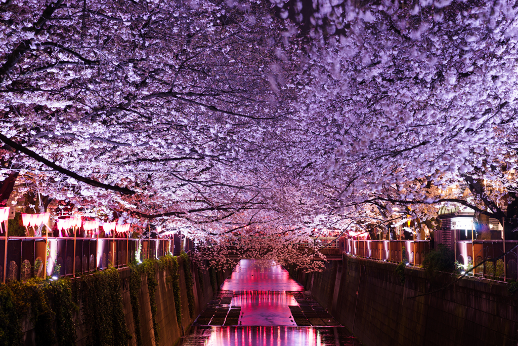 迫る桜