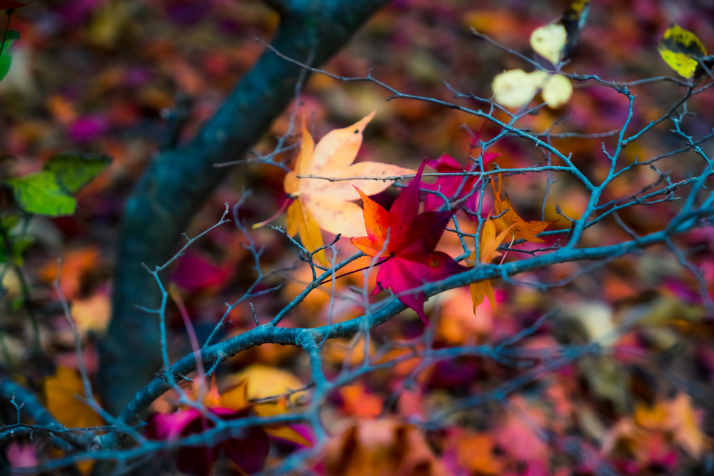 紅葉