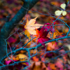 紅葉