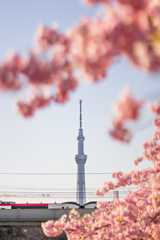 NEX×桜×スカイツリー