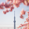 NEX×桜×スカイツリー
