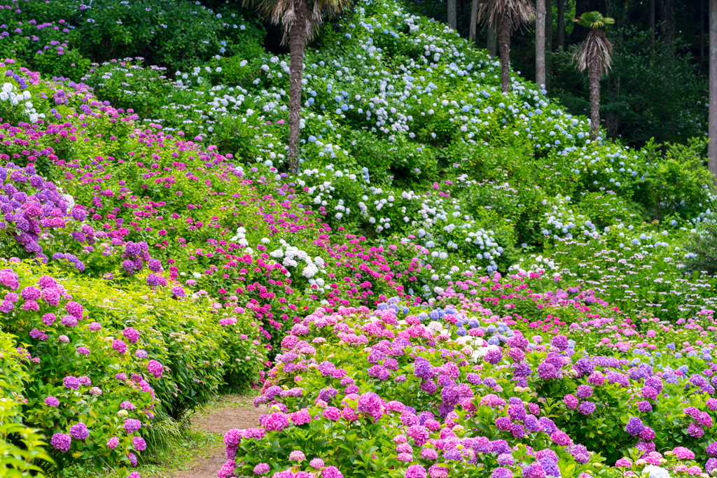 紫陽花へ続く道