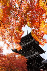 赤い紅葉、黒の三重塔