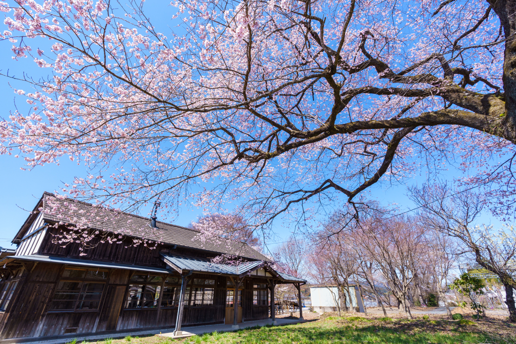 旧駅舎と桜