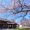 旧駅舎と桜