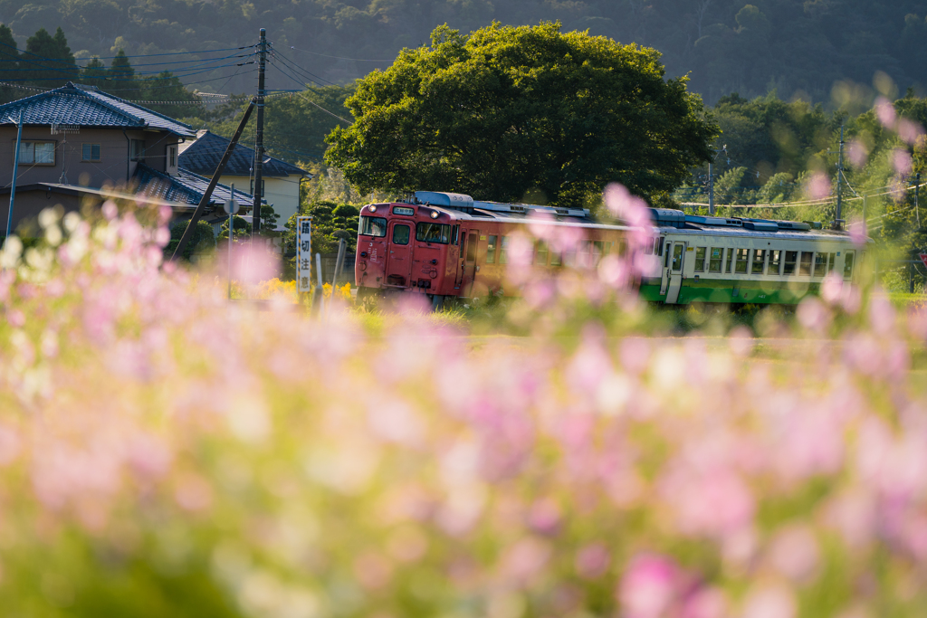 コスモスと小湊鉄道