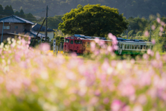 コスモスと小湊鉄道