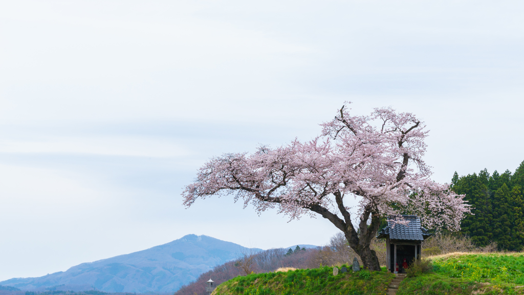 小沢の桜