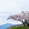 小沢の桜