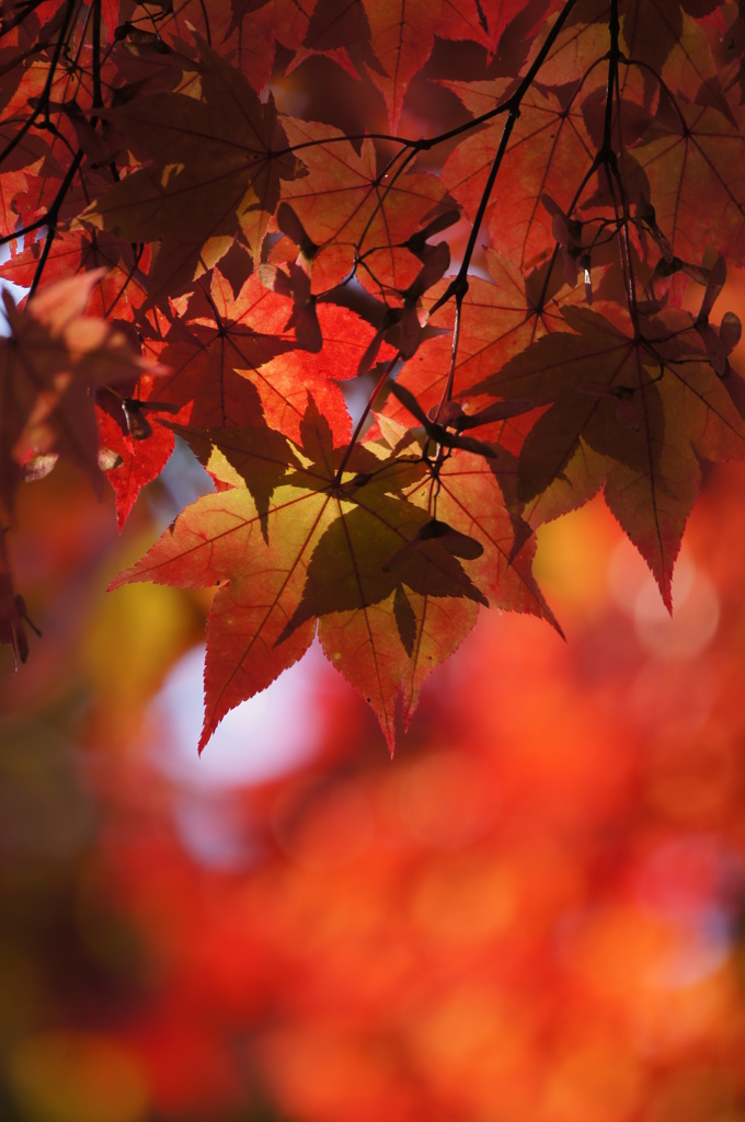 もみじモミジ紅葉