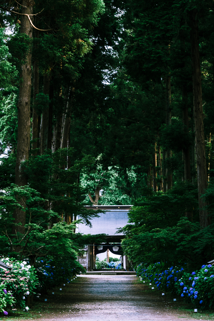 紫陽花参道