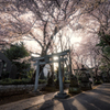 近所の桜