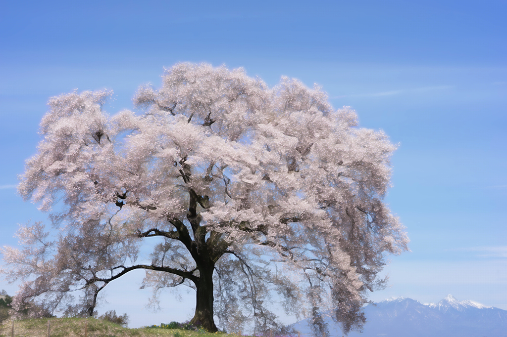 絵画のしだれ桜