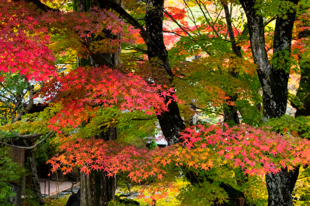 懐古園での紅葉