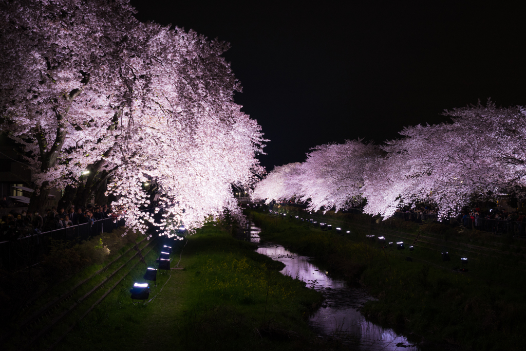 野川の桜