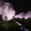 野川の桜