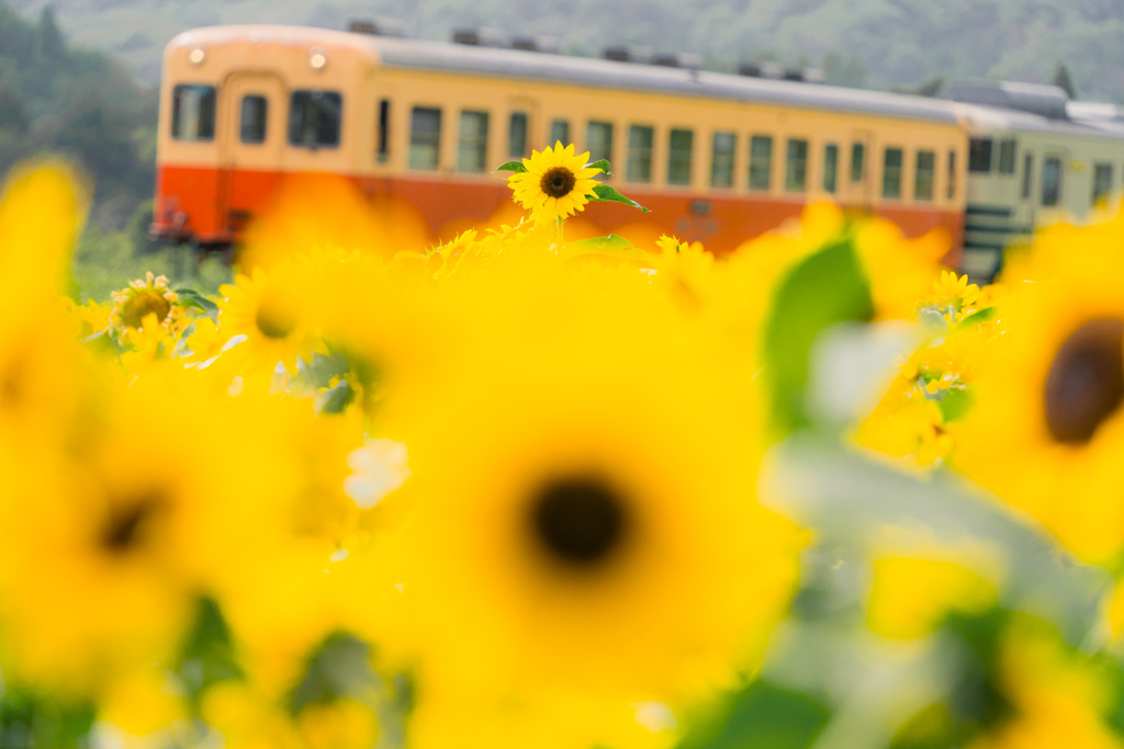雨上がりのひまわりと小湊鉄道