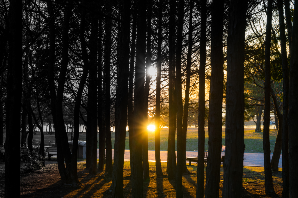 Silver&Gold Sun