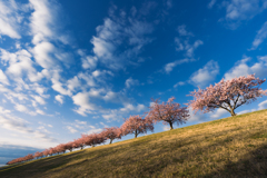 河津桜並木