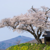 小沢の桜～2016～