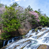 竜頭の滝と桜