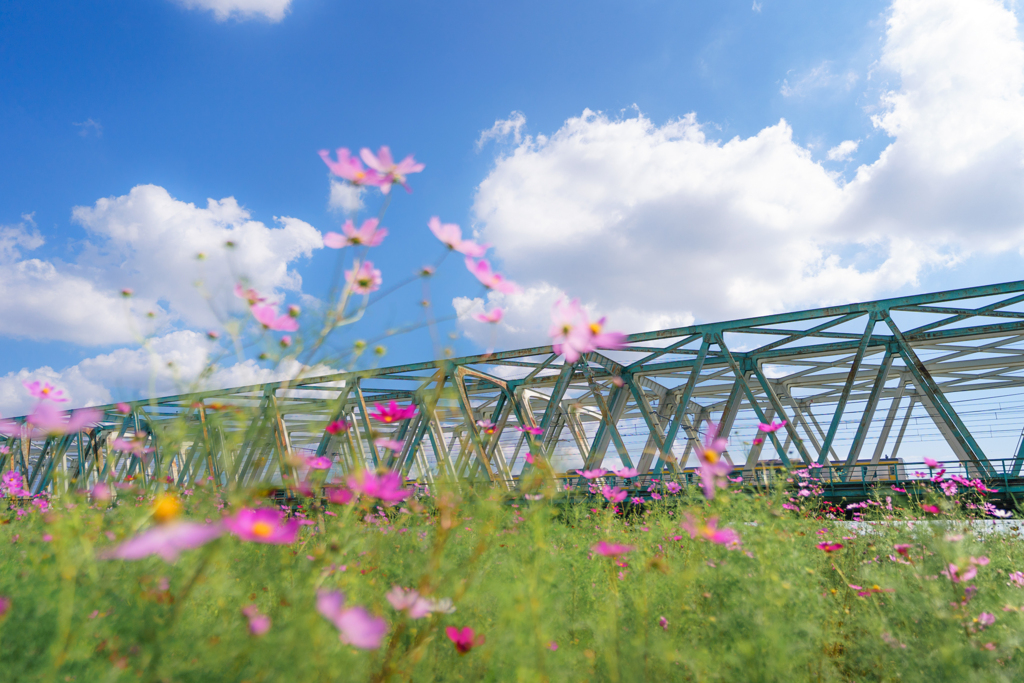 ピンクの秋桜と黄色い総武線