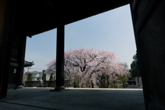 絵になる桜
