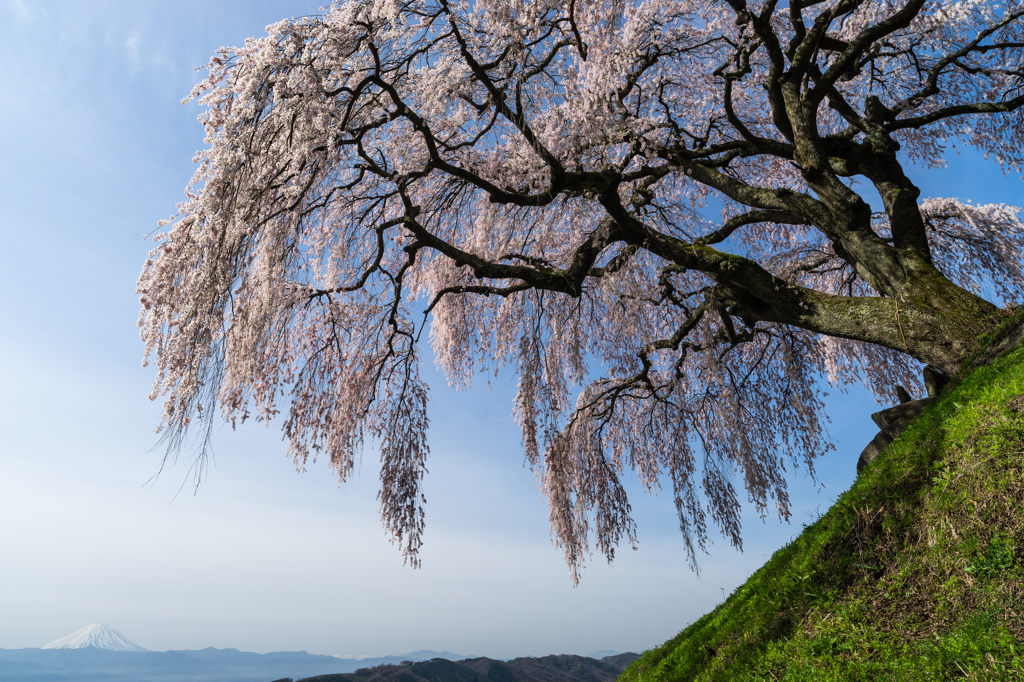 乙ケ妻のしだれ桜と富士