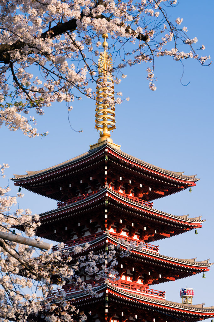 早朝の桜と五重塔